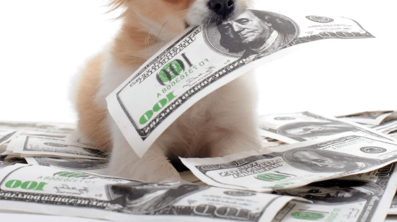Realistic Ways of Earning as a Pet Lover Online